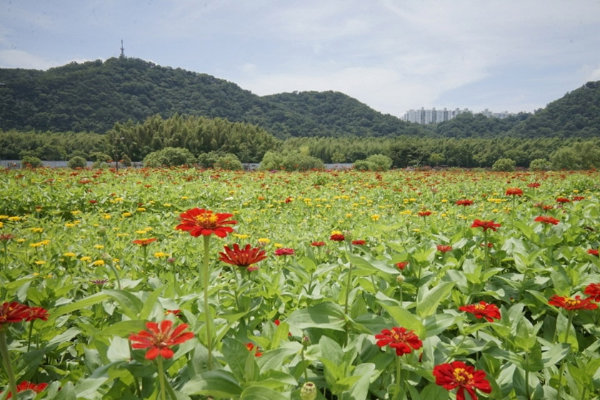 태화강국가정원