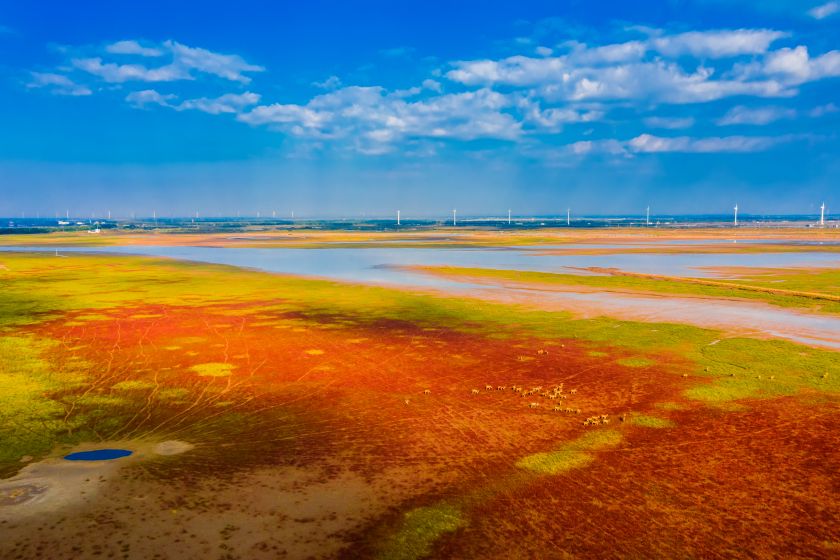 条子泥湿地