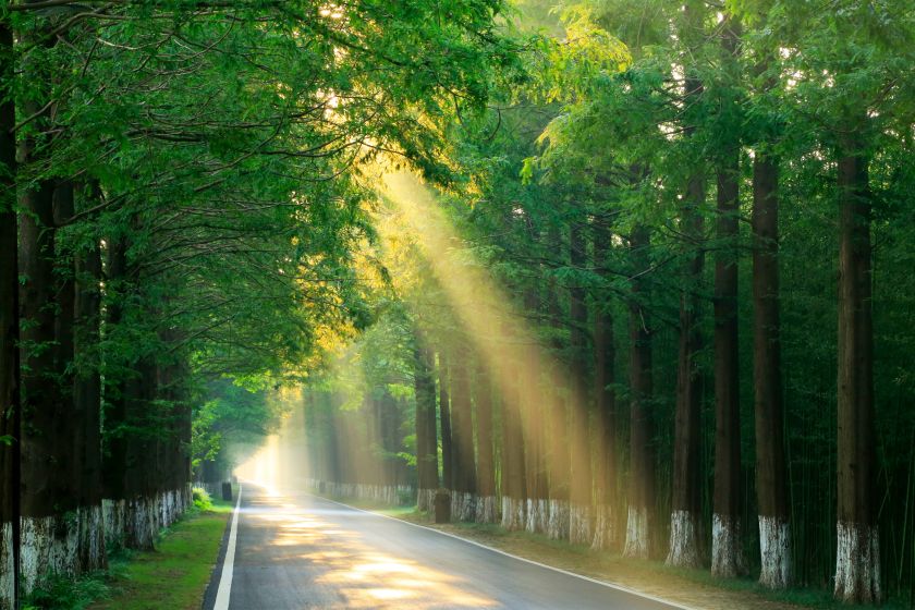Yellow Sea National Forest Park