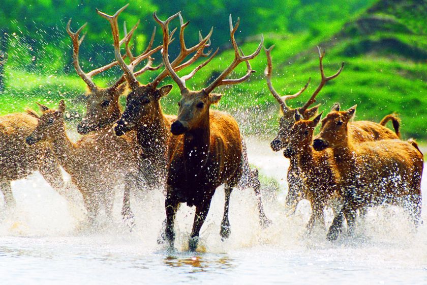 China Milu Nature Reserve