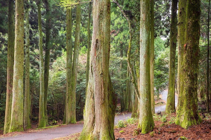 西帰浦 癒しの森